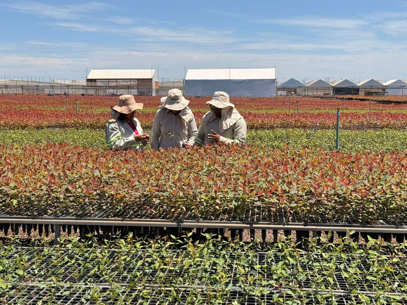 Equipe da MS Florestal no viveiro de mudas de eucalipto em Água Clara (MS)